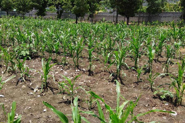 General Farming