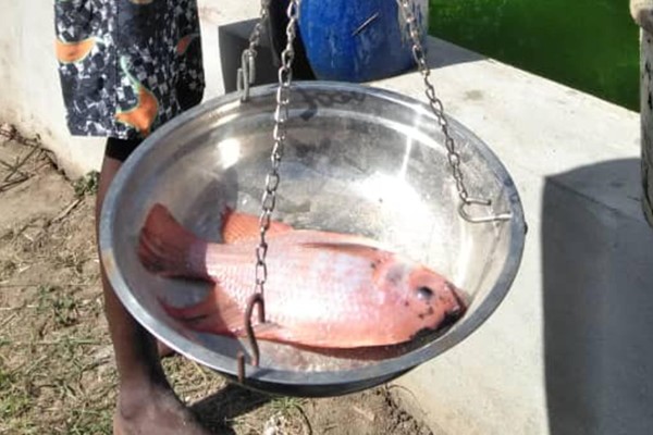 Fish Farming