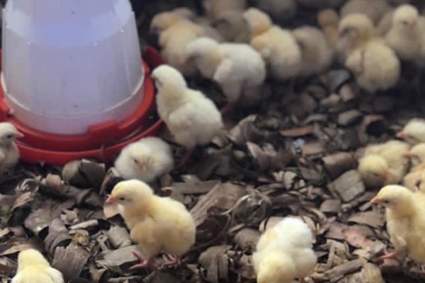 Poultry Farming