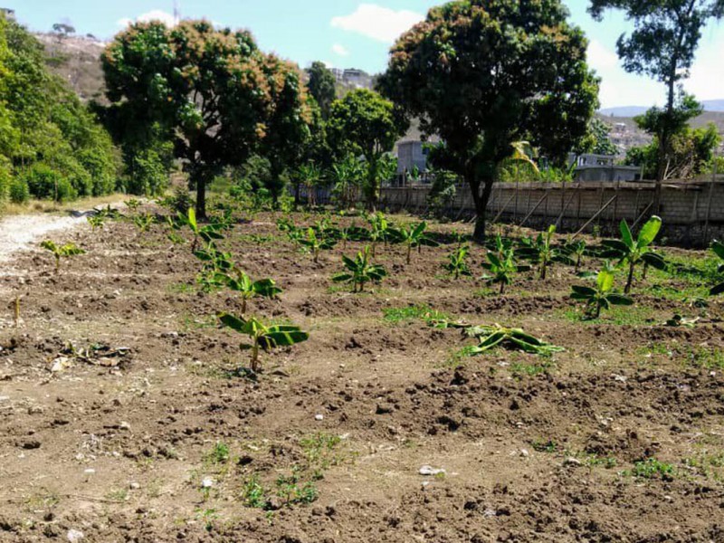 Agriculture