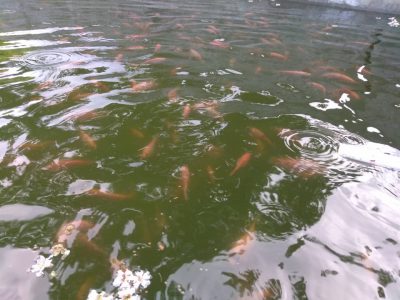 Fish Farming