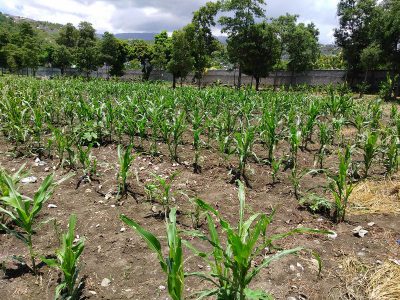General Farming