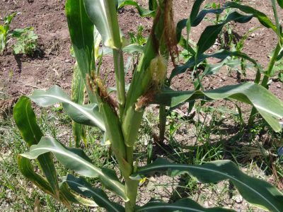 General Farming