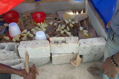 Poultry Farming